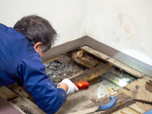 Best Residential Mold Remediation in Lamar, SC